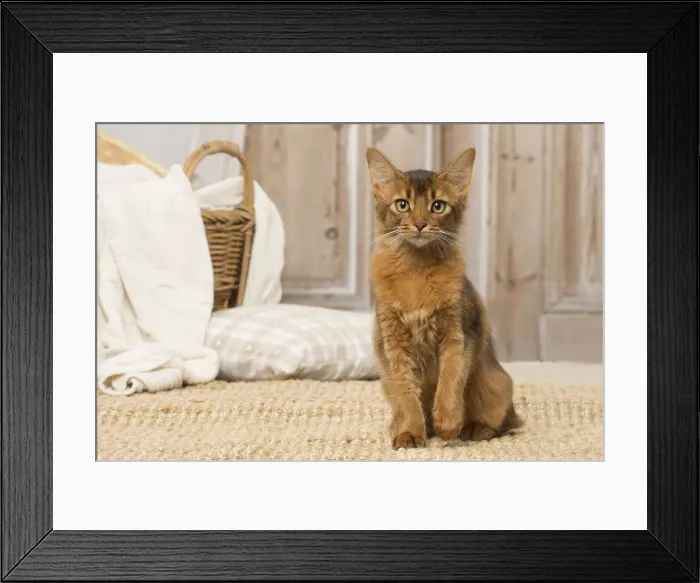 Framed Print : Picture No. 12019295 Framed Print : Picture No. 12019295