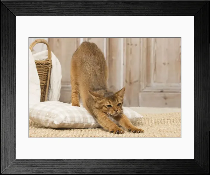 Framed Print : Picture No. 12019296 Framed Print : Picture No. 12019296