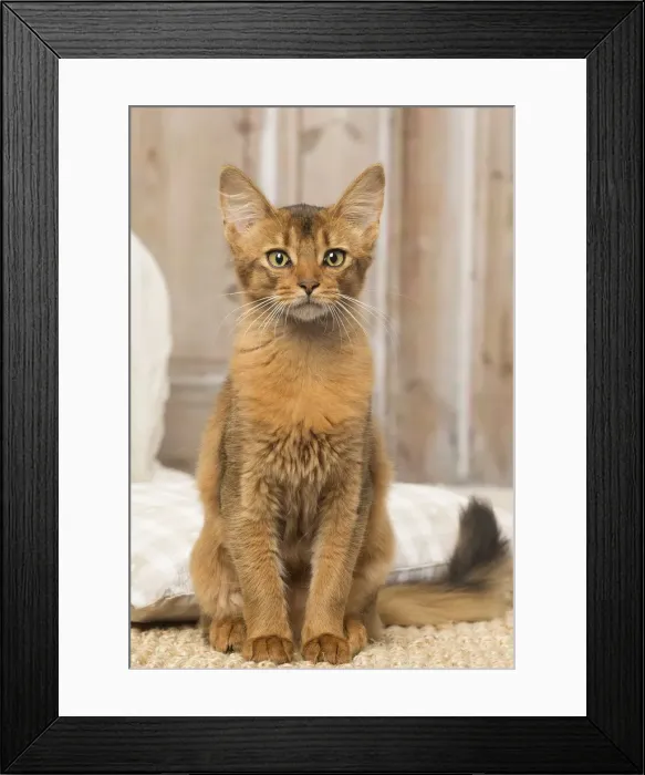 Framed Print : Picture No. 12019297 Framed Print : Picture No. 12019297