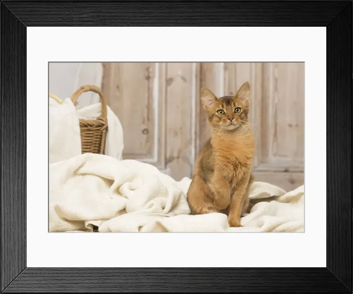 Framed Print : Picture No. 12019298 Framed Print : Picture No. 12019298