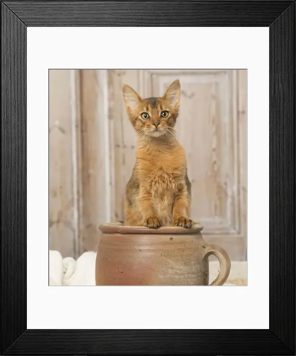 Framed Print : Picture No. 12019299 Framed Print : Picture No. 12019299
