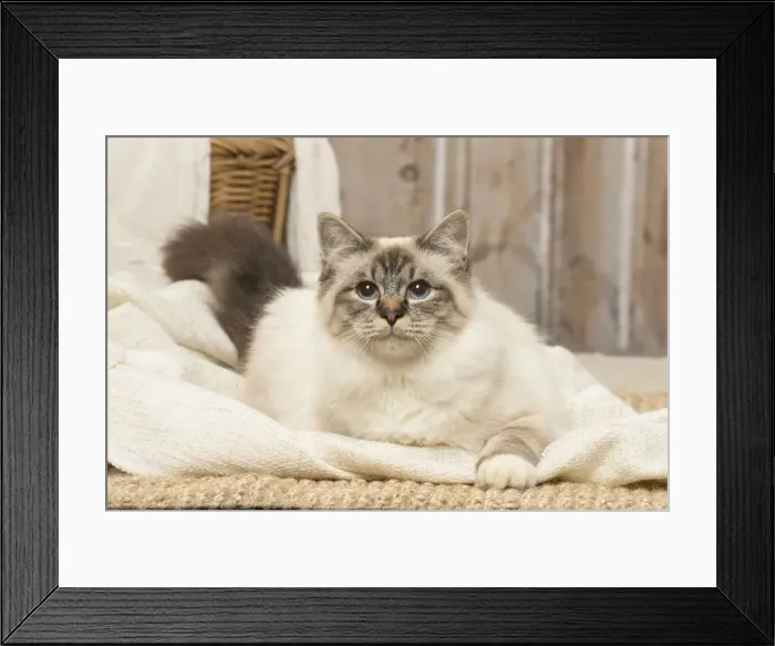 Framed Print : Picture No. 12019300 Framed Print : Picture No. 12019300