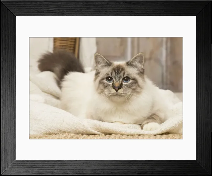 Framed Print : Picture No. 12019301 Framed Print : Picture No. 12019301