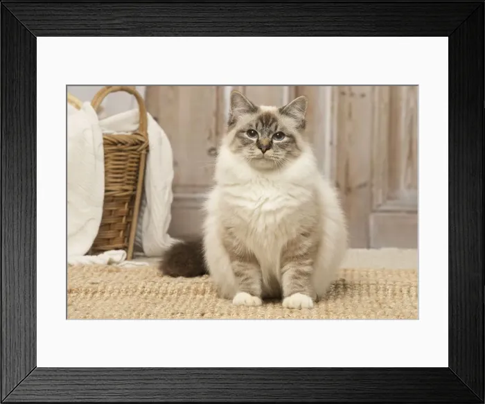 Framed Print : Picture No. 12019302 Framed Print : Picture No. 12019302