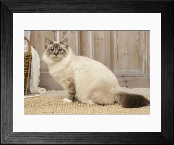 Framed Print : Picture No. 12019303 Framed Print : Picture No. 12019303