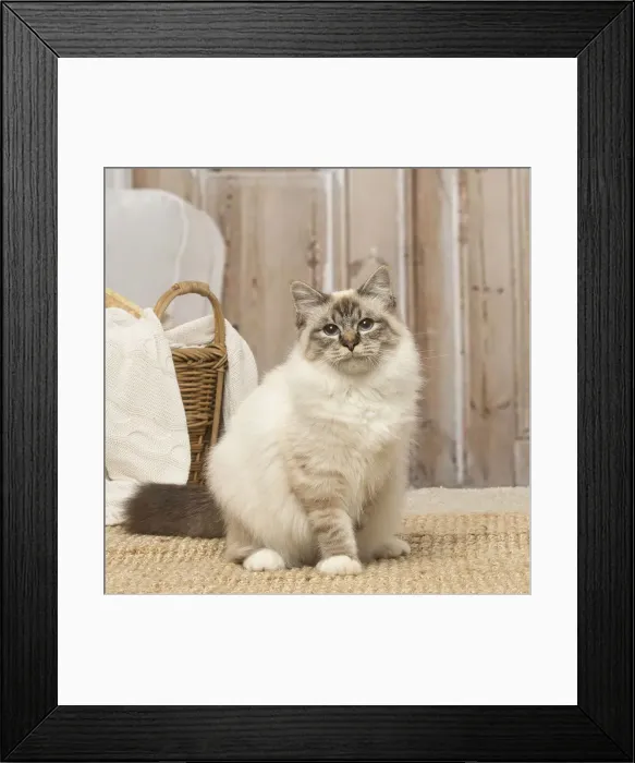 Framed Print : Picture No. 12019304 Framed Print : Picture No. 12019304