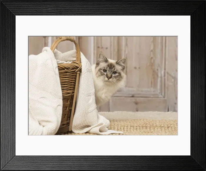 Framed Print : Picture No. 12019305 Framed Print : Picture No. 12019305