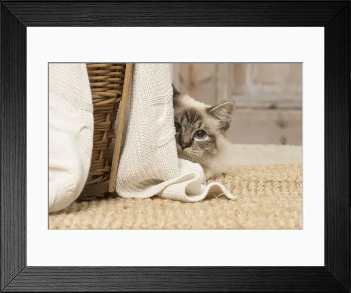 Framed Print : Picture No. 12019306 Framed Print : Picture No. 12019306