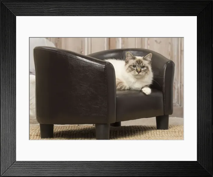 Framed Print : Picture No. 12019307 Framed Print : Picture No. 12019307
