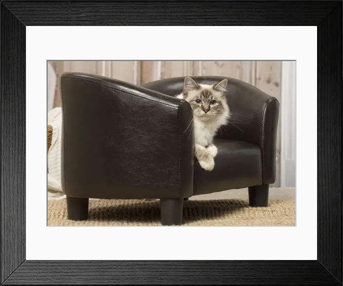 Framed Print : Picture No. 12019308 Framed Print : Picture No. 12019308