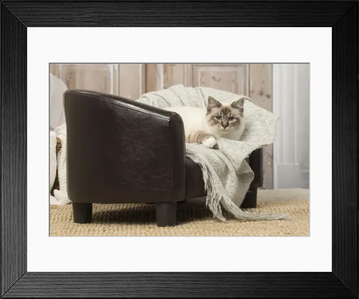 Framed Print : Picture No. 12019309 Framed Print : Picture No. 12019309