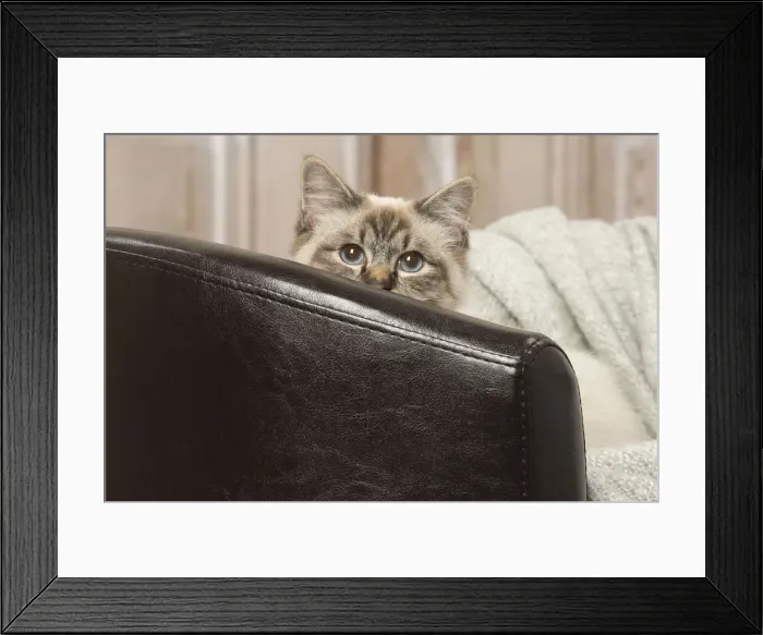 Framed Print : Picture No. 12019310 Framed Print : Picture No. 12019310