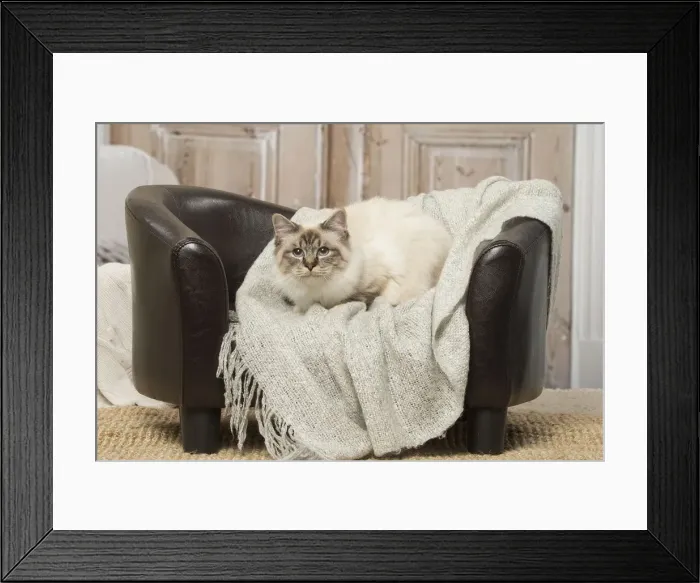 Framed Print : Picture No. 12019311 Framed Print : Picture No. 12019311