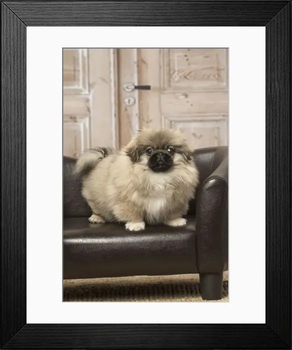 Framed Print : Picture No. 12019314 Framed Print : Picture No. 12019314