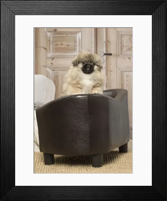 Framed Print : Picture No. 12019316 Framed Print : Picture No. 12019316