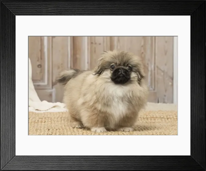 Framed Print : Picture No. 12019317 Framed Print : Picture No. 12019317
