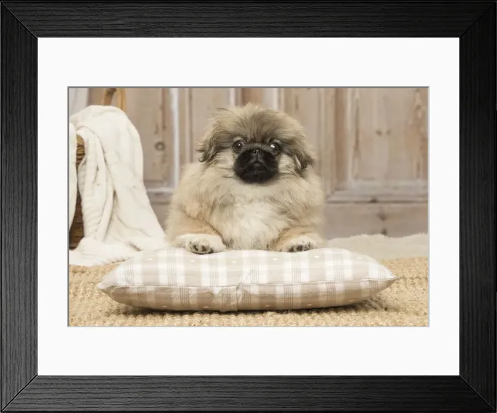 Framed Print : Picture No. 12019318 Framed Print : Picture No. 12019318