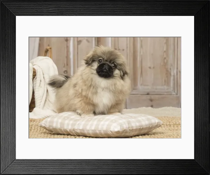 Framed Print : Picture No. 12019319 Framed Print : Picture No. 12019319