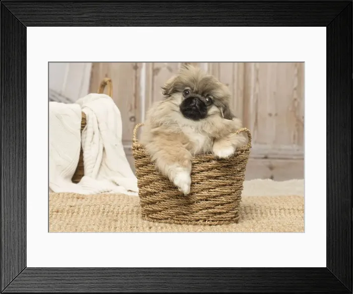 Framed Print : Picture No. 12019320 Framed Print : Picture No. 12019320