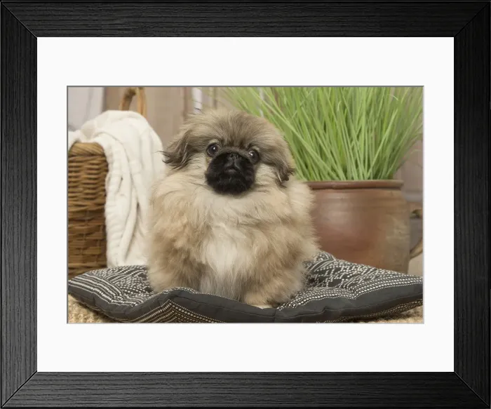 Framed Print : Picture No. 12019321 Framed Print : Picture No. 12019321
