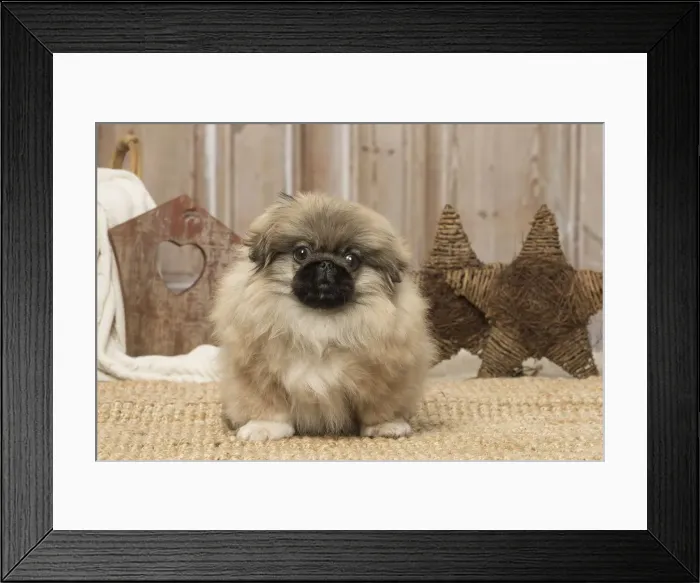 Framed Print : Picture No. 12019322 Framed Print : Picture No. 12019322