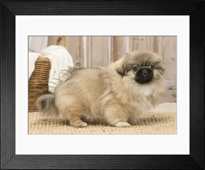 Framed Print : Picture No. 12019327 Framed Print : Picture No. 12019327