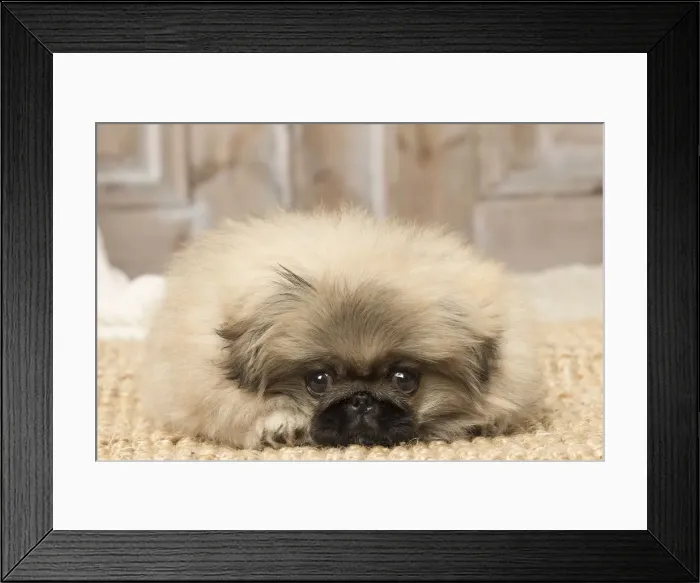 Framed Print : Picture No. 12019328 Framed Print : Picture No. 12019328