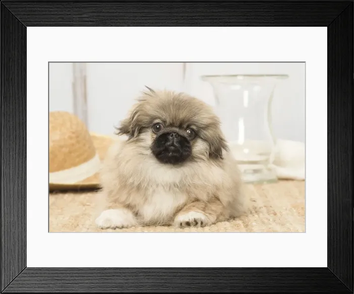Framed Print : Picture No. 12019329 Framed Print : Picture No. 12019329