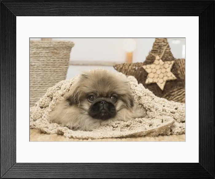 Framed Print : Picture No. 12019331 Framed Print : Picture No. 12019331