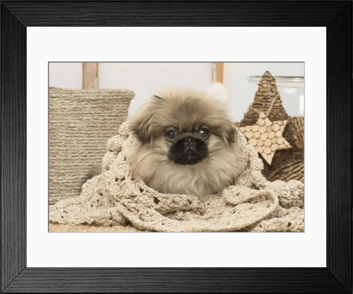 Framed Print : Picture No. 12019332 Framed Print : Picture No. 12019332