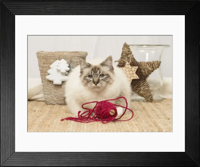 Framed Print : Picture No. 12019334 Framed Print : Picture No. 12019334