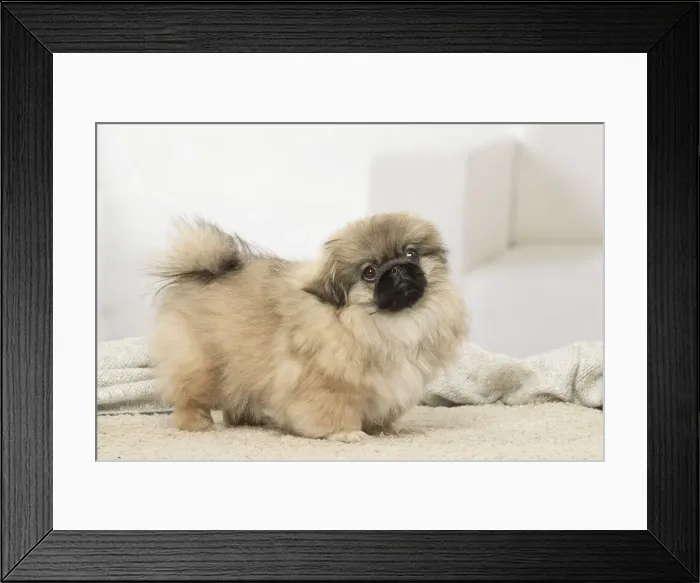 Framed Print : Picture No. 12019335 Framed Print : Picture No. 12019335
