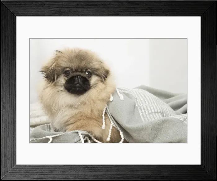 Framed Print : Picture No. 12019336 Framed Print : Picture No. 12019336