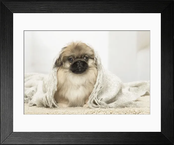 Framed Print : Picture No. 12019337 Framed Print : Picture No. 12019337