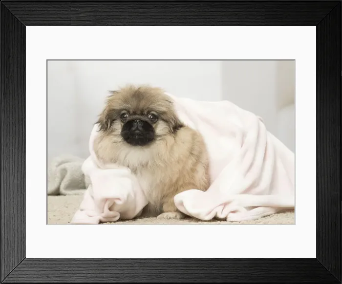 Framed Print : Picture No. 12019338 Framed Print : Picture No. 12019338