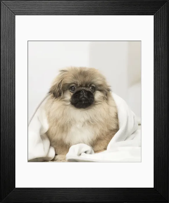 Framed Print : Picture No. 12019339 Framed Print : Picture No. 12019339