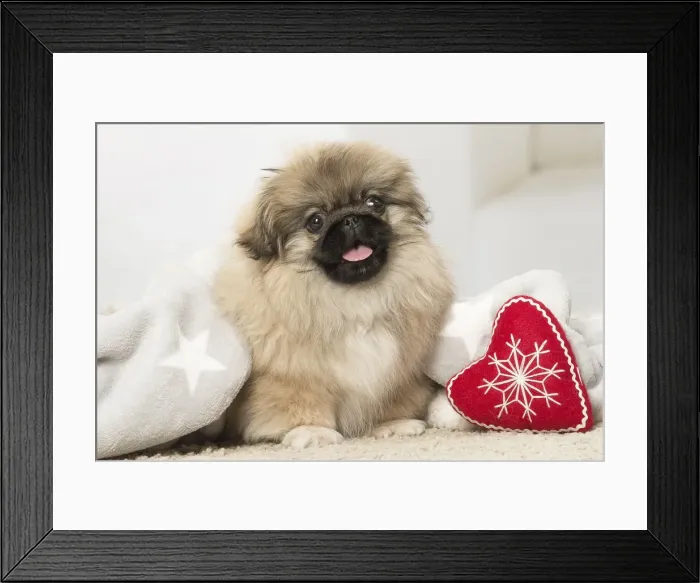 Framed Print : Picture No. 12019340