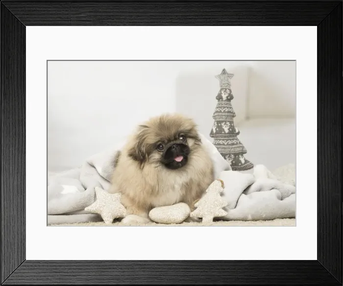 Framed Print : Picture No. 12019342 Framed Print : Picture No. 12019342
