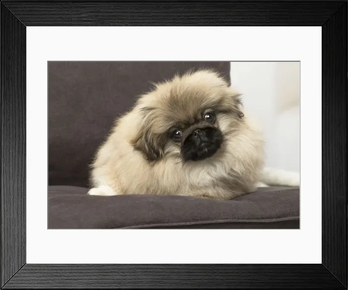 Framed Print : Picture No. 12019343 Framed Print : Picture No. 12019343