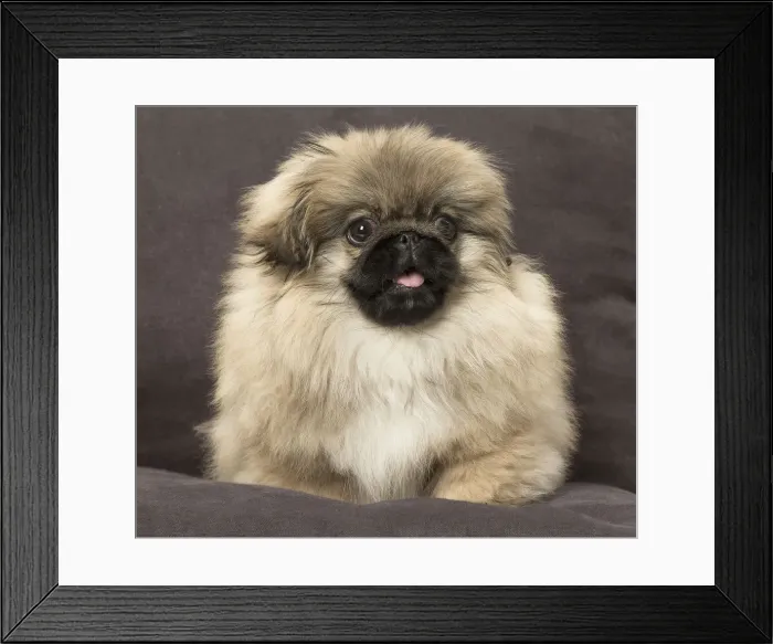 Framed Print : Picture No. 12019344 Framed Print : Picture No. 12019344