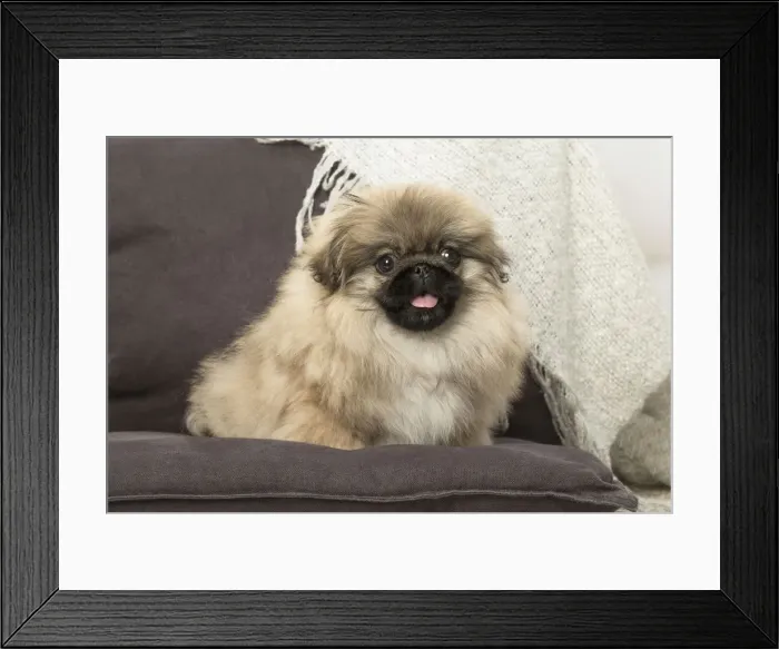 Framed Print : Picture No. 12019345 Framed Print : Picture No. 12019345