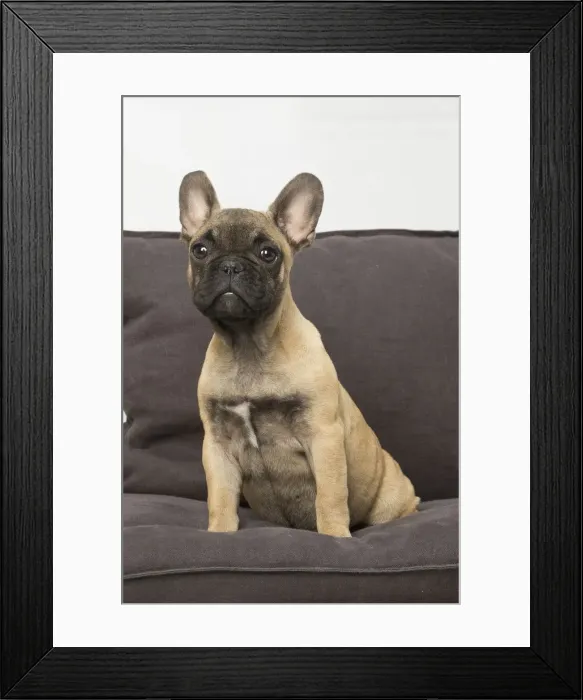 Framed Print : Picture No. 12019347 Framed Print : Picture No. 12019347