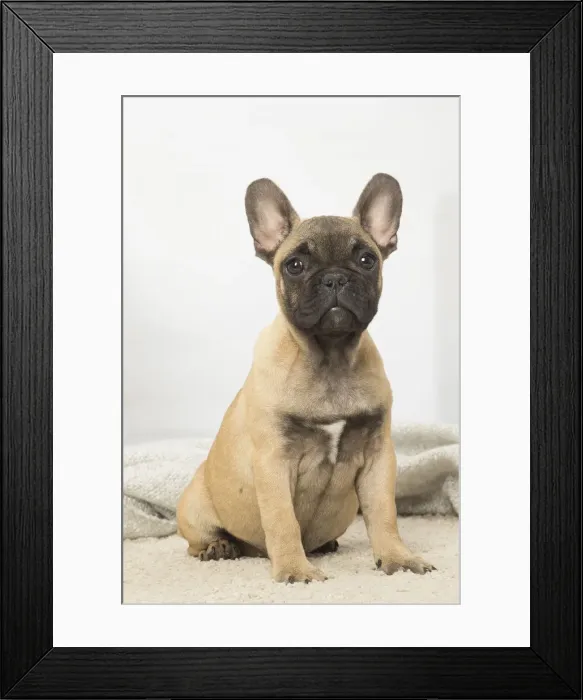 Framed Print : Picture No. 12019348 Framed Print : Picture No. 12019348