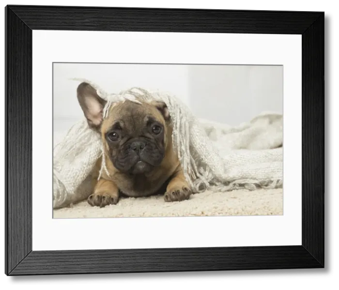 Framed Print : Picture No. 12019350 Framed Print : Picture No. 12019350