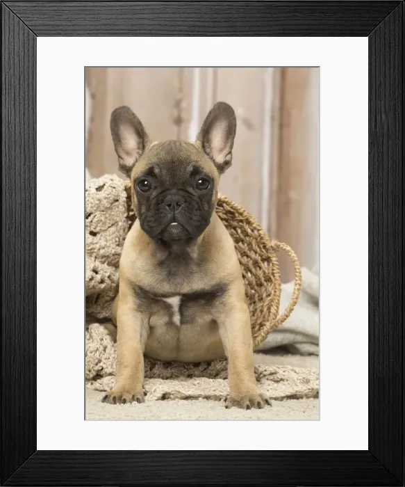 Framed Print : Picture No. 12019356 Framed Print : Picture No. 12019356