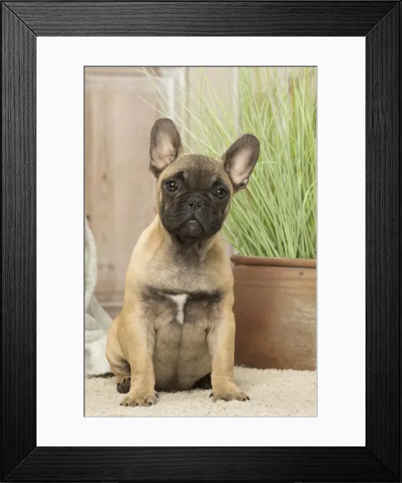 Framed Print : Picture No. 12019357 Framed Print : Picture No. 12019357