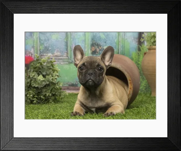 Framed Print : Picture No. 12019363 Framed Print : Picture No. 12019363