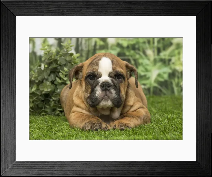 Framed Print : Picture No. 12019369 Framed Print : Picture No. 12019369
