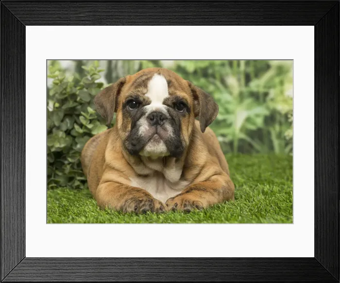 Framed Print : Picture No. 12019370 Framed Print : Picture No. 12019370