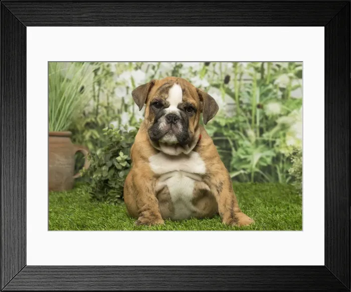 Framed Print : Picture No. 12019373 Framed Print : Picture No. 12019373
